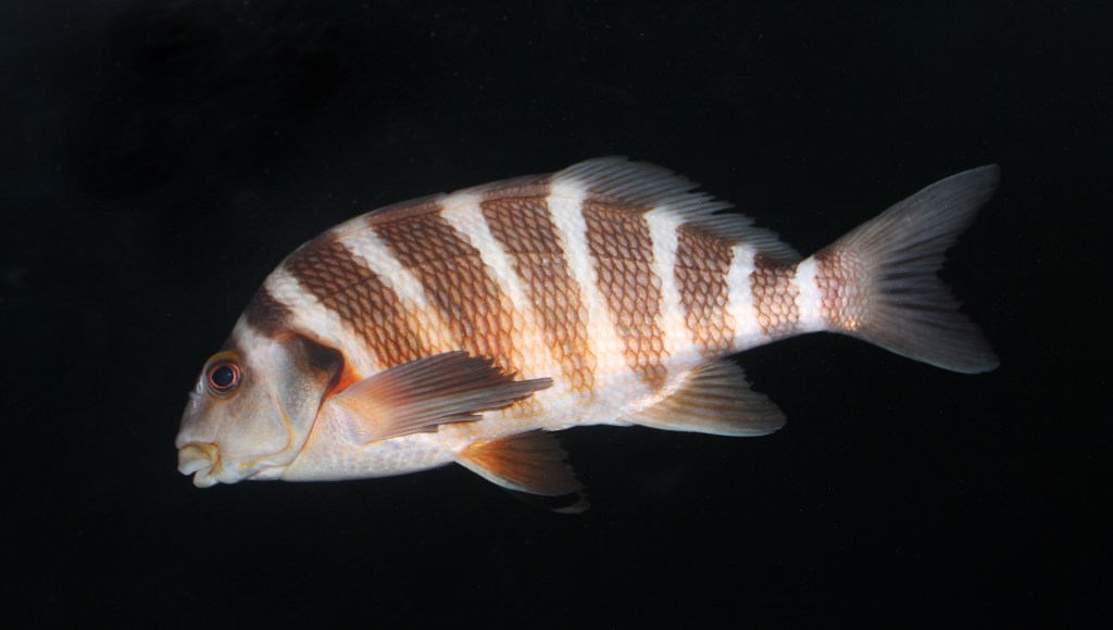 61 – We’re Gonna Need a Bigger Waka